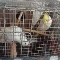 فروش یک جفت عروس هلندی مولد نر لوتینوماده آلبینو|پرنده|جهرم, |دیوار