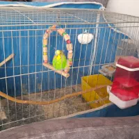 مرغ عشق نر بالغ|پرنده|فردیس, نگارستان|دیوار