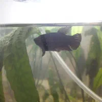 کت فیش و فایتر ماده|ماهی|شاهینشهر, خانه کارگر|دیوار