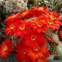 گل و کاکتوس کورش«هگمتانه»