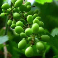 آبغوره تاره