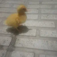 جوجه اردک 20روزه