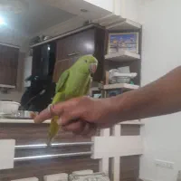 طوطی|پرنده|برخوار, |دیوار