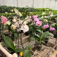 گیاهان اپارتمانی لوکس و مقاوم|گل و گیاه طبیعی|کن, |دیوار