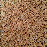 برنج و چلتوک درجه یک لنجانی