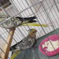 جوجه وجوانه عروس|پرنده|سبزوار, امیریه|دیوار