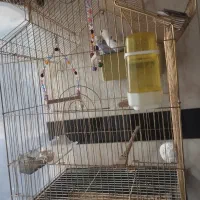 مرغ عشق|پرنده|بانه, |دیوار