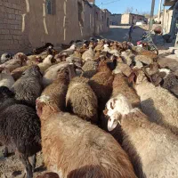 گوسفندبابره|حیوانات مزرعه|کنگاور, |دیوار