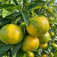 کارگر برای میوه چیدن
