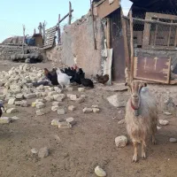 بزآبستن|حیوانات مزرعه|قم, بوستان جوان|دیوار