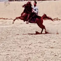 اسب|اسب و تجهیزات اسب‌سواری|اصفهان, عباس‌آباد|دیوار