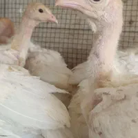 جوجه بوقلمون بیوتی 6...