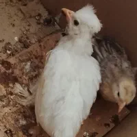 جوجه سلطان اصل