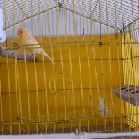 قناری پرتقالی|پرنده|بم, |دیوار