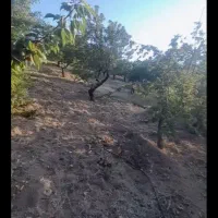 فروش فوری باغ بادام|فروش دفتر صنعتی، کشاورزی، تجاری|سامان, |دیوار