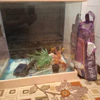 آکواریوم شیشه خم سالم|ماهی|فردیس, فردیس|دیوار