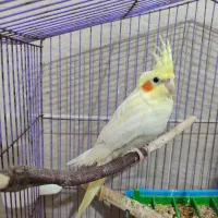 عروس هلندی لوتینو ماده