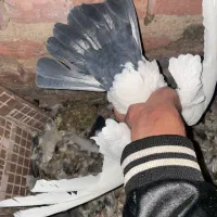 کبوتر|پرنده|زرند, |دیوار