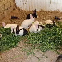 خرگوش|موش و خرگوش|سرپل ذهاب, |دیوار