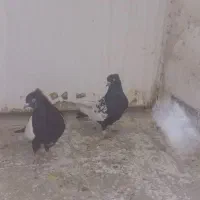 همه نمونه کبوتر از ۸۰۰|پرنده|شیراز, فرهنگ شهر|دیوار