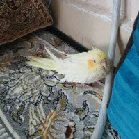 عروس هلندی|پرنده|بیرجند, |دیوار