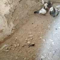 پرنده