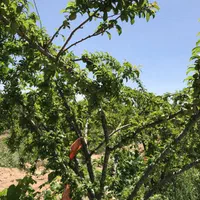 فروش زمین باغی تفریحی ولب اب پلزمانخان سامان|فروش زمین و ملک کلنگی|اصفهان, کوی ولی عصر|دیوار
