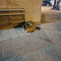 گربه قلاده سبز