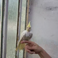 عروس هلندی|پرنده|قم, نخودی|دیوار