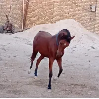 فروش اسب عرب|اسب و تجهیزات اسبسواری|سردرود, |دیوار