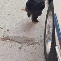 مرغ پنج ماهه برهما بلک