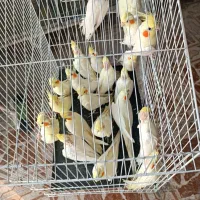 فروش همه نوع طوطی|پرنده|چمران, |دیوار