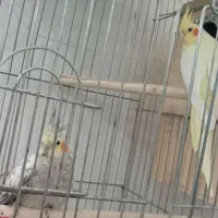 دوجفت عروس هلندی و یه قفس کاسکویی