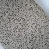 فروش لوبیا سفید ..قرمز|عمدهفروشی|لاران, |دیوار