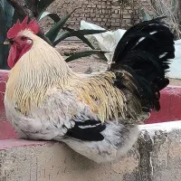 خروس محلی ، بومی