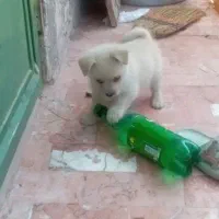 سگ پامر خرسی