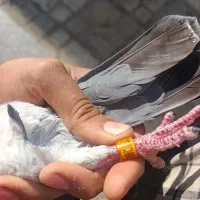 کفتر پلاکی زات عربستان