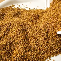 بذر یونجه مائوپا بوجاری شده