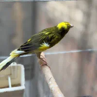 قناری نر ابلغ سبز