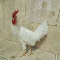 خروس ۷ ماهه