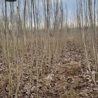 چوپ صنوبر اصلاح شده جاوید