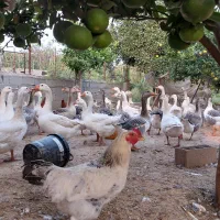 غاز محلی درجه یک ....