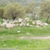 زمین-کشاورزی-مختار