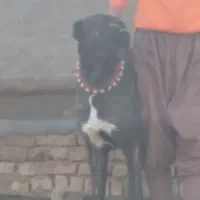 خراسانیگلهایونگهبان|سگ|بوئین زهرا, |دیوار