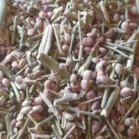 بز و گوساله