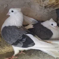 کفتر رنگی ونقش