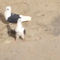 دو جفت کفتر تهرانی