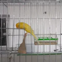 قناری نر و ماده رسمی بلند