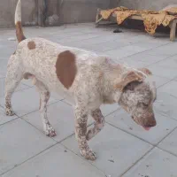 توله نر یک ساله پیتبول