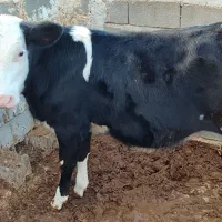 گوساله‌مونت‌سیمینتال‌درجه۱